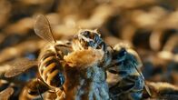 More than Honey – Die Geburt der Königin. Markus Imhoof erlaubt in "More Than Honey" einen Blick auf die innersten Zusammenhänge der faszinierenden Bienengemeinschaft.
