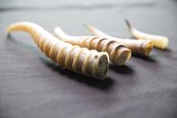 Wunder der Wissenschaft – Die Saigas wurden wegen ihrer wertvollen Hörner nahezu ausgerottet.