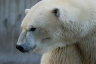 Nashorn, Zebra & Co. – Eisbärin Yowannah ist vielleicht schwanger.