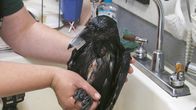 Alaskas Wildtier-Retter – Stinkerton, ein Rabe mit einem unglaublich üblen Geruch, bekommt mit Hilfe der Mitarbeiter des Alaska Raptor Center ein Bad. (National Geographic/Symbio Studios)