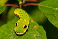 Expeditionen: Helden der Evolution – Nahaufnahme einer schlangenähnlichen Raupe.