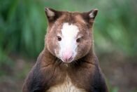 Expeditionen: Helden der Evolution – Ein Matschie-Baumkänguru in einem Zoo in Toronto, Kanada. Das in Papua-Neuguinea beheimatete Matschie-Baumkänguru ist in freier Wildbahn vom Aussterben bedroht.