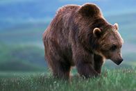 Das Yellowstone Rätsel – Grizzly Bär im Yellowstone Park.