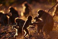 Hunter Hunted – Fr, 19.12., 07:45 Uhr
