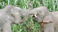Expeditionen: Helden der Evolution – Asiatische Elefanten.