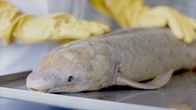 Die Macht der Elemente – Der Lungenfisch ist der Pionier der luftatmenden Tiere.