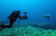 Wildes Japan - Land der tausend Inseln – Unterwasseraufnahmen mit einer grünen Schildkröte. Yonaguni.