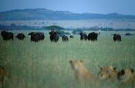 Tierisch abgefahren – Eine Büffelherde in Afrika.