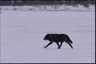 Die Wölfe des Yellowstone – A black wolf