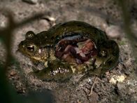 Geheimakte Wildnis – Sa, 07.02., 03:05 Uhr