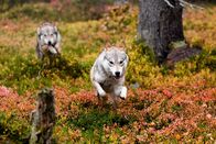 Ailos Reise – Die Wölfe haben entdeckt, dass sich ein junges Rentier in ihrem Revier aufhält. Gemeinsam versuchen sie, das Jungtier zu jagen und zu umzingeln.