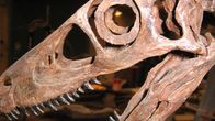Friedhof der Dinosaurier – Dinosaurier-Knochen