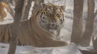 Big Five Asien – Ein Amurtiger - der König der Taiga.