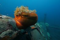 Big Pacific – Relikte des Zweiten Weltkriegs wie Flugzeugwracks nutzen Anemonen als Heimstatt.