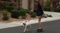 Pitbulls auf Bewährung – Mariah skateboarding with Artemis during the home check.