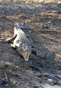 Hunter Hunted – Wild Saltwater Crocodile on Bank