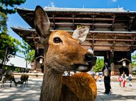 Wildes Japan - Land der tausend Inseln – Sikahirsch Cervus Nippon, das darauf wartet, gefüttert zu werden, im Todaiji-Tempel, Nara, Honshu-Insel, Japan
