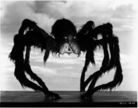 Tarantula – So, 26.10., 05:05 Uhr