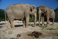 Nashorn, Zebra & Co. – Die Elefanten haben ein neues Herdenmitglied.