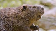Zoogeflüster – Für die Biber im Zoo von Columbus ist jetzt Zeit für das Zieltraining. (National Geographic/Nick Willson)