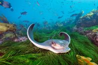 Im Auftrag der Meere – Sting ray deep beneath one of the world's best surf spots, Cortes Bank. Cortes is like a washing machine of currents that whips the beautiful kelp forest (and it's inhabitants) around. (Photo credits: Brian Skerry)