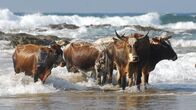 Wildes Überleben – Büffel im Wasser.