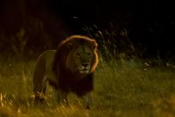 Duell am Okawango – DUBA PLAINS, OKAVANGO DELTA, BOTSWANA: A male lion struts through Botswana's Duba Plains on a territorial patrol. (Photo Credit: