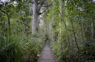 Neuseeland - Wald der Riesen – Ein Holzsteg führt Wanderer durch den Kauri-Wald.