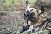 Eden auf Erden - Die letzten Paradiese – Der Afrikanische Wildhund ist vom Aussterben bedroht. Im Luangwa-Tal finden sich einige der letzten Exemplare.