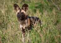 Helden der Evolution – Afrikanischer Wildhund.