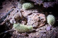 Terra X: Unser grüner Planet – Die Wüsten-Buschratte sammelt Kakteenknospen, um damit ihr Nest zu schützen.