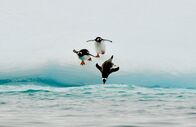 Expeditionen: Helden der Evolution – Eselspinguine.