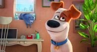 Pets – Max