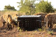 Terra Mater – Group of hyenas around puzzle box