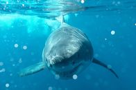 Big Pacific – Ein männliches Seepferdchen gebiert Junge im Aquarium von Newport, Kentucky (USA).