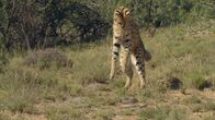 Animal Fight Club – Servale haben eine enorme Sprungkraft.