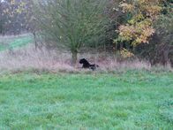 Geheimakte Wildnis – Gloucestershire - Reconstruction of a hoax photo using a stuffed big cat toy.