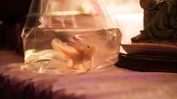 Axolotl Overkill – Axolotl