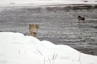Yellowstone - Park der Extreme – Der Rotluchs jagt am Ufer des Madison River. Eine erfolgreiche Jagd ist seine einzige Chance, die kalte Jahreszeit zu überleben.
