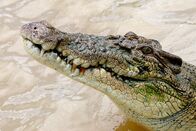 Australiens Riesen-Krokodile – Saltwater crocodile
