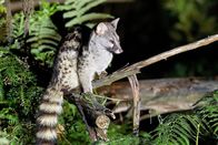 Wildes Spanien – Ginsterkatzen gehen im Schutz der Nacht auf Beutezug. Diese Vertreter der Schleichkatzen haben europaweit in Spanien ihr größtes Vorkommen