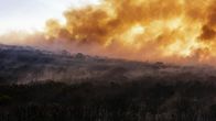 Unser grüner Planet – In manchen Lebensräumen sind Feuer ein wichtiger Faktor, damit spezialisierte Pflanzenarten wieder austreiben können, wie etwa im Fynbos in Südafrika.