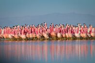 Planet Erde II – In den Anden bietet eine Kette von Salzseen in über 4000 Meter Höhe Flamingo-Kolonien sichere Refugien. Wenn sie sich zur Fortpflanzung treffen, führen sie sonderbare Tanzparaden auf. Die genauen Regeln sind ein Mysterium, aber irgendwie hilft die Performance bei der Partnerwahl.