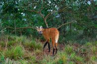Unser grüner Planet – Nachdem auf einer ehemaligen Farm in Brasilien wieder Wald wachsen durfte, haben sich viele Wildtiere wie etwa der Mähnenwolf angesiedelt.