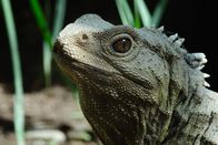 Neuseeland - Rivalen der Urzeit – Seit Hunderten von Millionen Jahren hat die Brückenechse in Neuseeland überlebt, doch heute ist sie vom Aussterben bedroht.