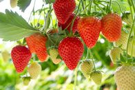 Marktcheck – Harvesting of fresh ripe big red strawberry fruit