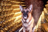 Kommissar Rex – Rex auf Verfolgungsjagd in den Gewölben einer Sektkellerei.