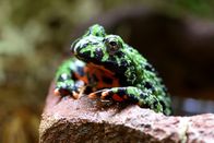 Tierisch abgefahren – Fr, 09.01., 15:35 Uhr