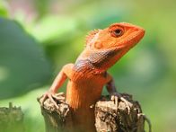 Super Bio Hero – orange lizard