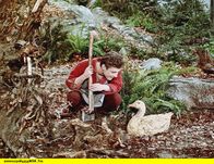 Die goldene Gans – Zum Lohn für eine gute Tat findet der Schusterjunge Klaus beim Holzhacken im Walde eine goldene Gans.